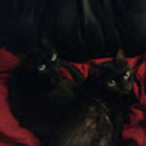 Meet your Posher, Lin**luv